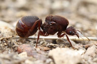 Atta texana — queen photo 299