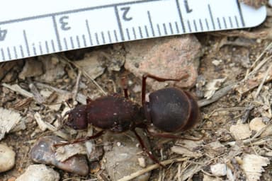 Atta texana — queen photo 300