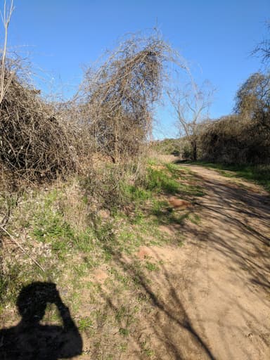 Atta texana photo 315