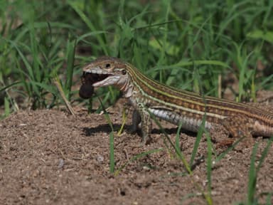 Atta texana photo 318