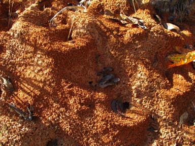 Atta texana — colony photo 319