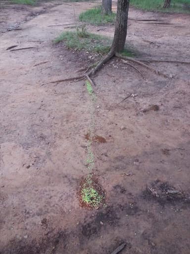 Atta texana photo 327