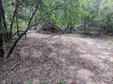 Atta texana photo 333