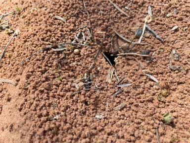 Atta texana photo 336