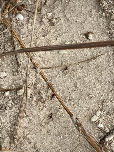 Atta texana photo 338