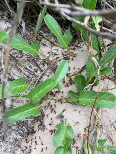 Atta texana photo 346