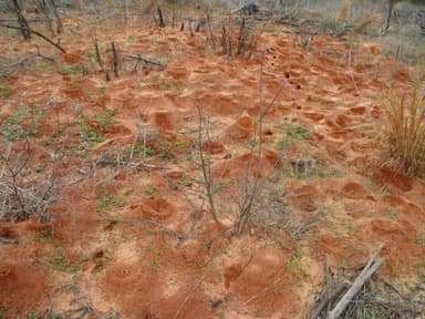 Atta texana — colony photo 356