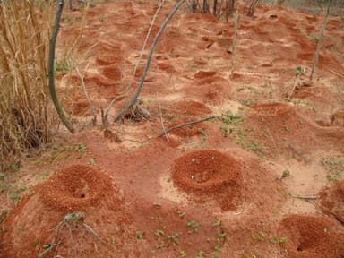 Atta texana — colony photo 357