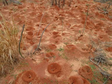 Atta texana — colony photo 358