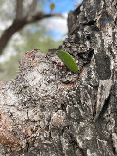 Atta texana photo 367