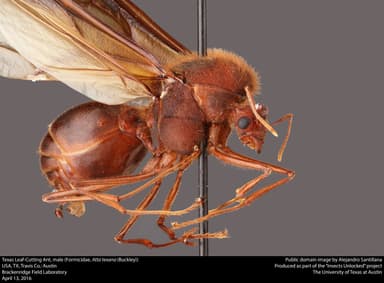 Atta texana photo 1
