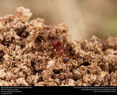 Atta texana photo 3