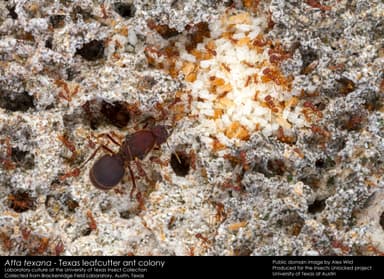 Atta texana photo 5