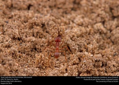Atta texana photo 6