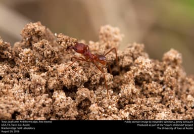 Atta texana photo 7
