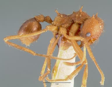 Atta texana — queen photo 15