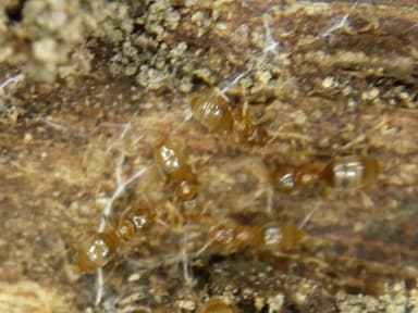 Brachymyrmex depilis — colony photo 17