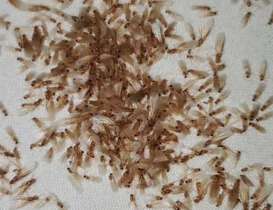 Brachymyrmex depilis photo 18
