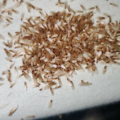 Brachymyrmex depilis photo 19