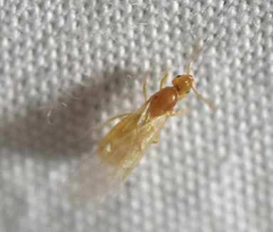 Brachymyrmex depilis photo 27