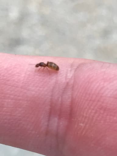 Brachymyrmex depilis photo 30