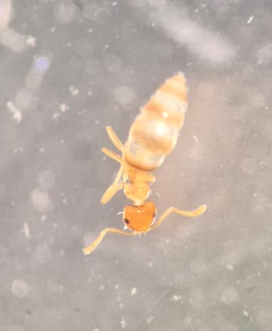 Brachymyrmex depilis photo 31