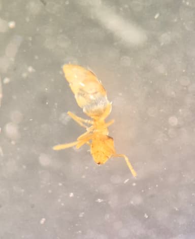 Brachymyrmex depilis photo 33