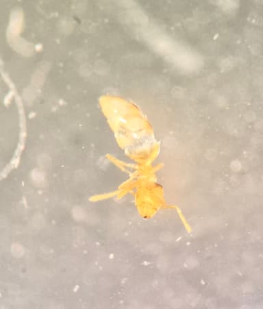 Brachymyrmex depilis photo 34