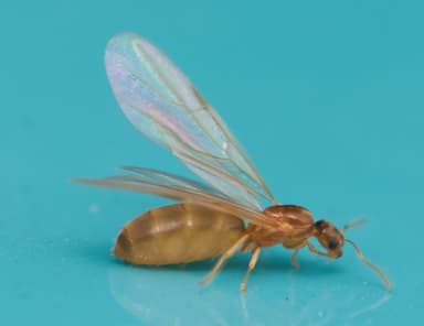 Brachymyrmex depilis photo 35