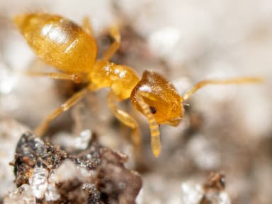 Brachymyrmex depilis photo 36
