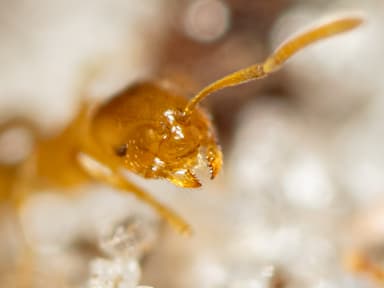 Brachymyrmex depilis photo 37