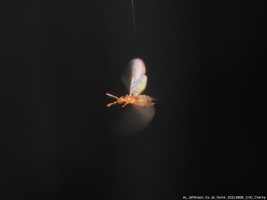 Brachymyrmex depilis photo 38