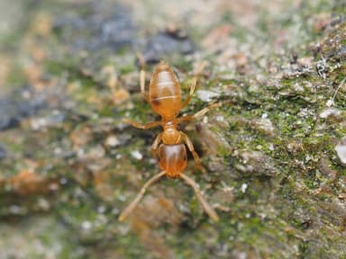Brachymyrmex depilis photo 39