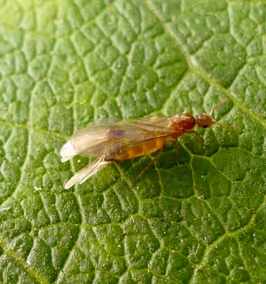 Brachymyrmex depilis photo 40