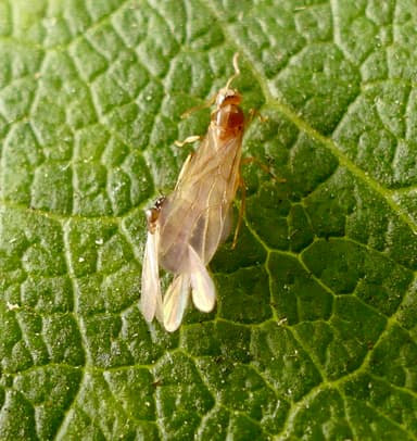 Brachymyrmex depilis photo 41