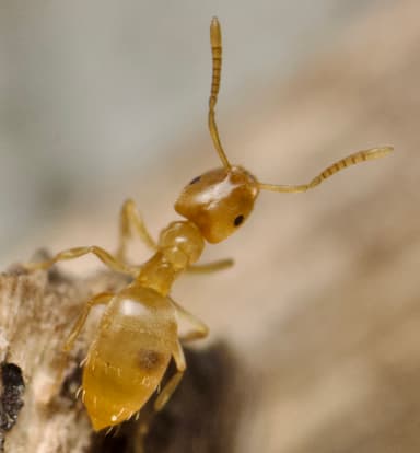 Brachymyrmex depilis — worker photo 42