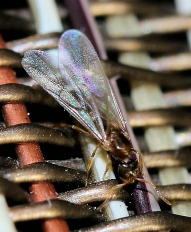 Brachymyrmex depilis photo 43