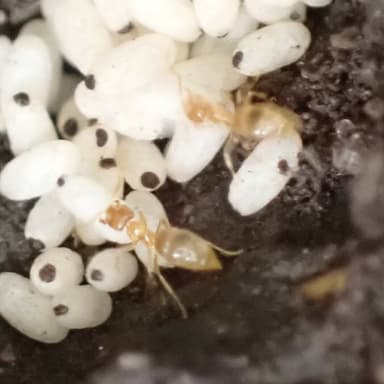 Brachymyrmex depilis photo 44