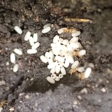 Brachymyrmex depilis photo 45