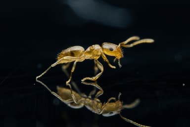 Brachymyrmex depilis photo 47
