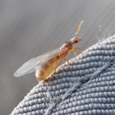 Brachymyrmex depilis photo 48