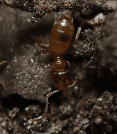 Brachymyrmex depilis photo 49