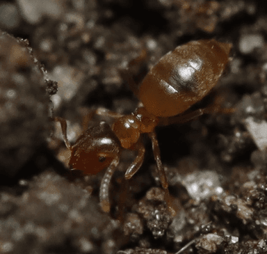 Brachymyrmex depilis photo 51