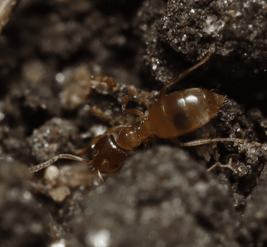 Brachymyrmex depilis photo 52