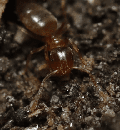 Brachymyrmex depilis photo 53