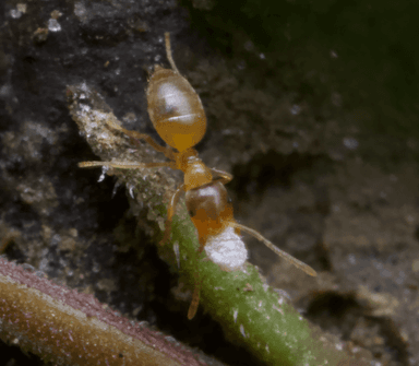 Brachymyrmex depilis photo 54