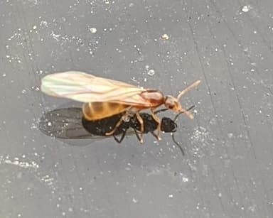 Brachymyrmex depilis photo 55