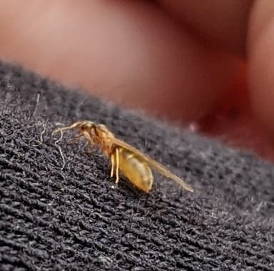 Brachymyrmex depilis photo 57