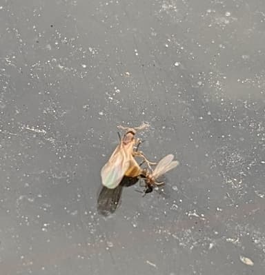 Brachymyrmex depilis photo 58
