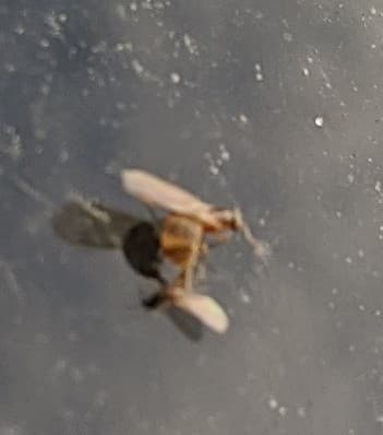 Brachymyrmex depilis photo 59